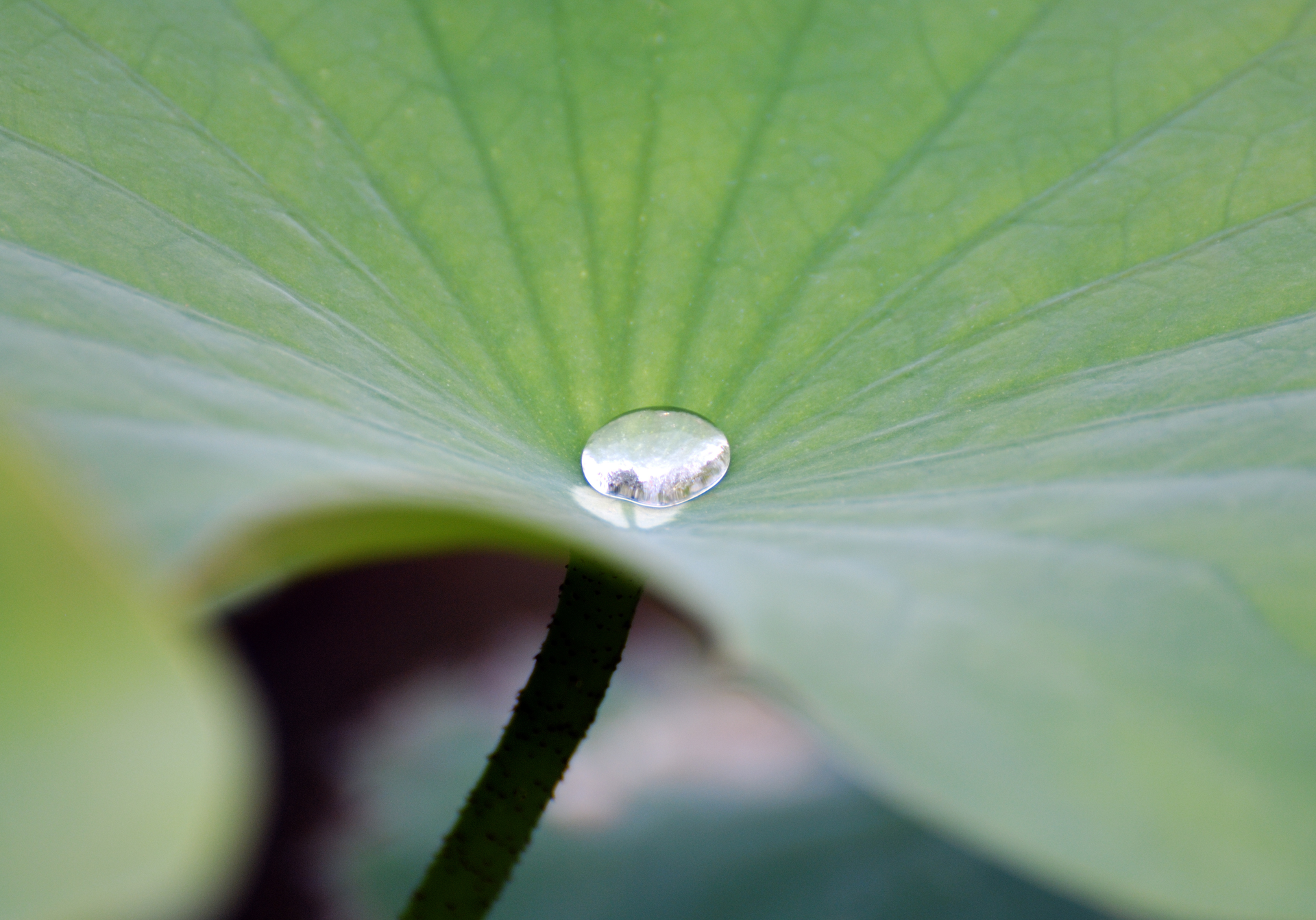 Lotuseffekt: Regenwasser bildet auf dem Blatt runde, leicht abrollende Tropfen Lotuseffekt: Regenwasser bildet auf dem Blatt runde, leicht abrollende Tropfen